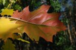 Jesienny_Liść.JPG