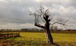 stare_drzewo.jpg