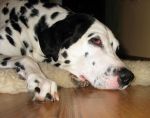 dalmatyn.jpg